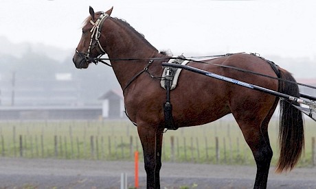 Sammy Lincoln, who is very fast, debuts on Friday night along with Lincoln Wave. PHOTO: Trish Dunell.