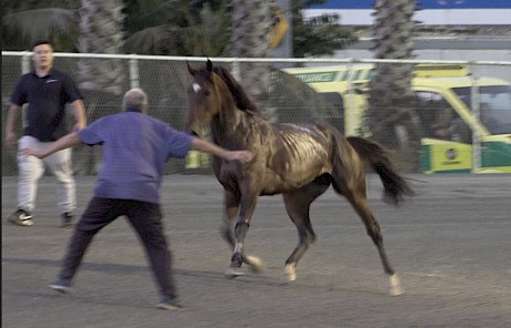 And those on foot, including co-trainer Nathan Delany