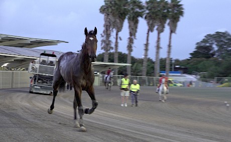 She trots off to the birdcage gate