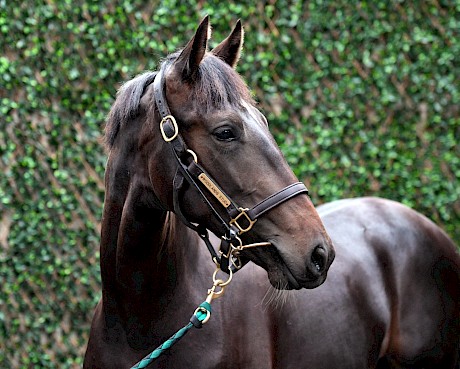 The Sweet Lou - Voluntad colt with the Copy That connection.