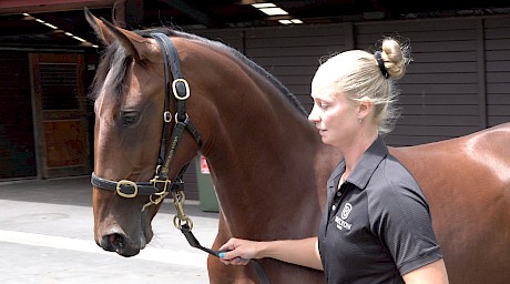 The Downbytheseaside filly is related to Line Up and cost $30,000.