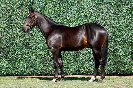 Allamericanplayer was an impressive $155,000 yearling.