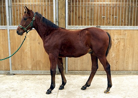 How Johnny Lincoln looked as a $10,000 weanling.