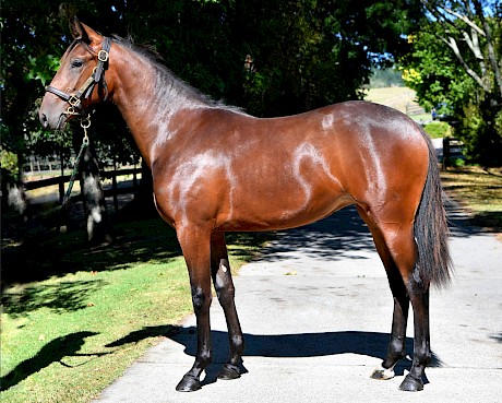 How Missy Lincoln looked as a yearling when she cost $15,000.