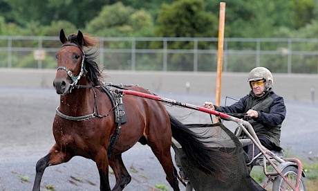 Ray Green putting Johnny Lincoln through his early paces as a two-year-old. PHOTO: Trish Dunell.