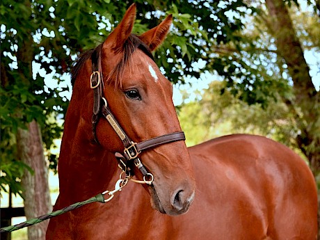 Omaha Lincoln … Lincoln Wave’s little brother is training well for his Friday night debut.