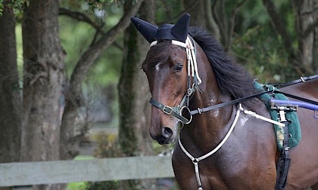Lincoln Dealer, good looker who has just needed time. PHOTO: Trish Dunell.