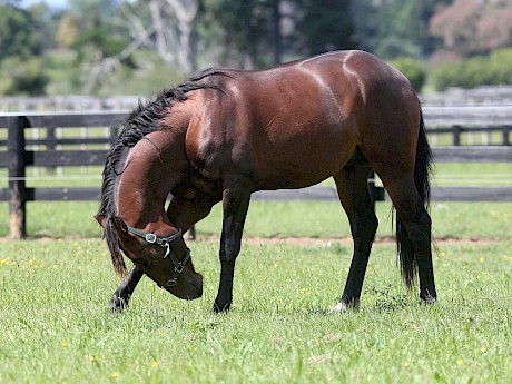 Colonel Lincoln … capable but injury-prone stayer back for a third try. PHOTO: Trish Dunell.