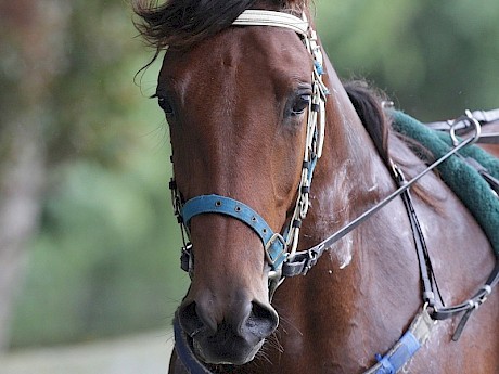Prince Lincoln … working well but has let the side down previously. PHOTO: Trish Dunell.