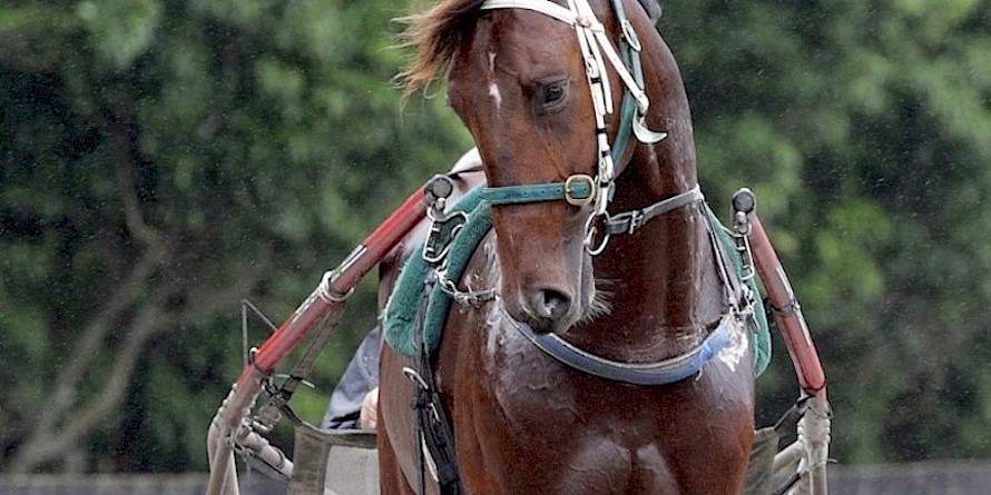 Punters will be keen on Copy N Paste being a full brother to a topliner in Spanish Armada. PHOTO: Trish Dunell.
