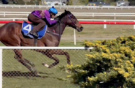 Platinum Attack is travelling strongly near the finish of his Foxton trial on Tuesday.