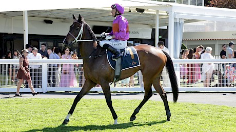 Opie Bosson brings Platinum Attack back to scale. PHOTO: Kenton Wright/Race Images.
